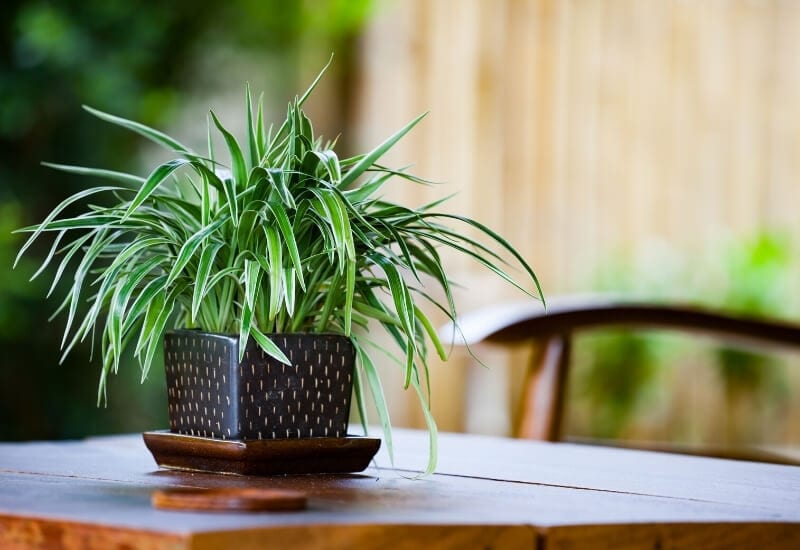 ⦁ Spider Plant (Chlorophytum comosus)