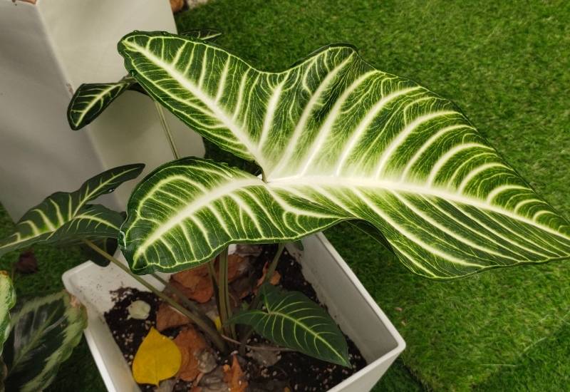 Philodendron Plowmanii