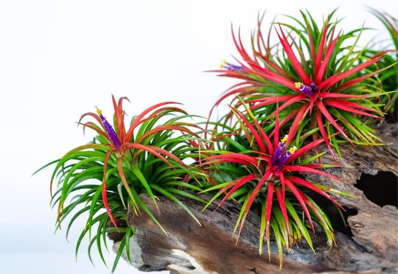 ⦁_Air Plant (Tillandsia spp.) (2) ⦁ Air Plant (Tillandsia spp.)