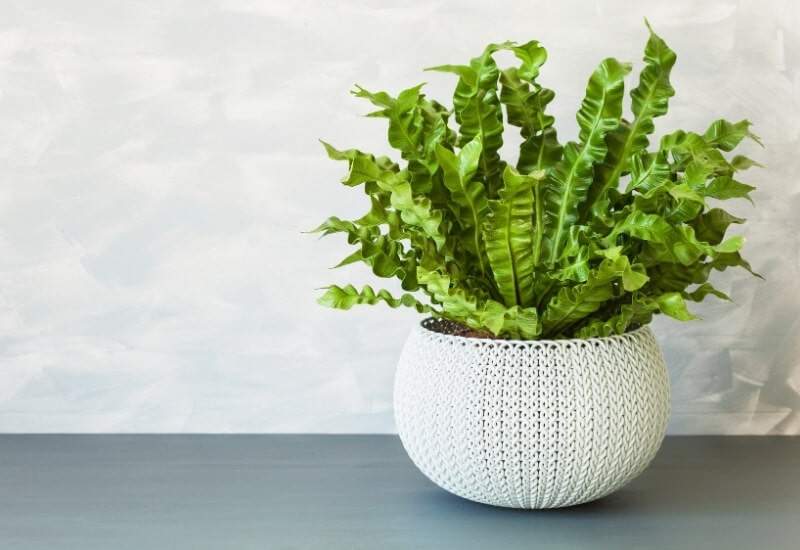 ⦁_Bird’s Nest Fern (Asplenium nidus) (1) ⦁ Bird’s Nest Fern (Asplenium nidus)