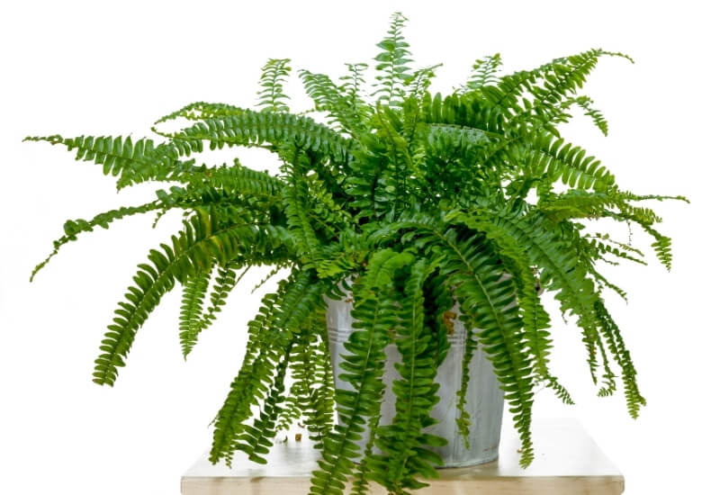 ⦁_Boston Fern (Nephrolepis exaltata) ⦁ Boston Fern (Nephrolepis exaltata)
