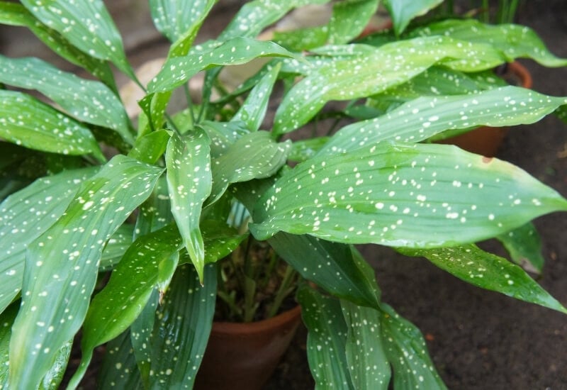 ⦁_Cast Iron Plant (Aspidistra spp.) ⦁ Cast Iron Plant (Aspidistra spp.)