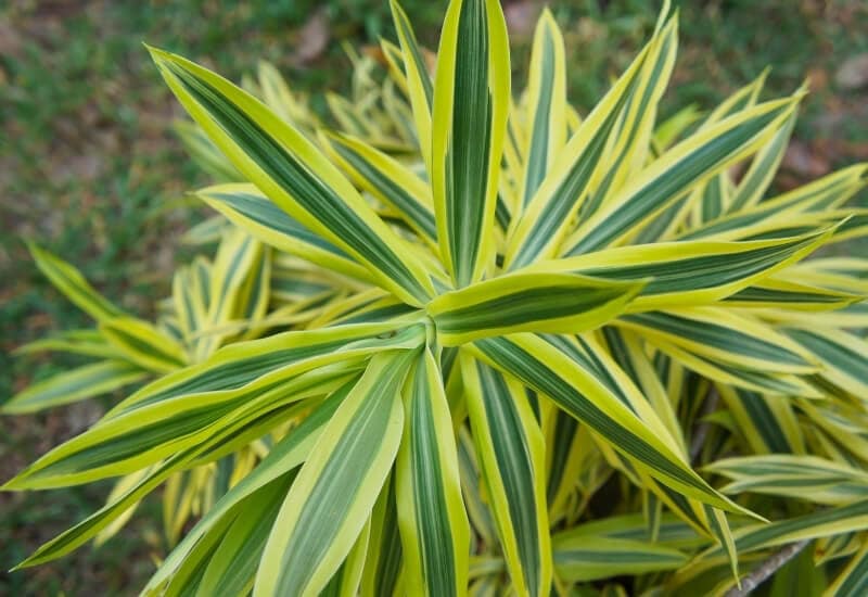 ⦁_Dragon Plant (Dracaena spp.) (1) ⦁ Dragon Plant (Dracaena spp.)