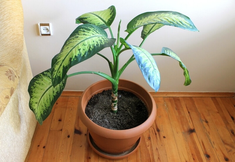 ⦁_Dumb Cane (Dieffenbachia spp.) (1) ⦁ Dumb Cane (Dieffenbachia spp.)