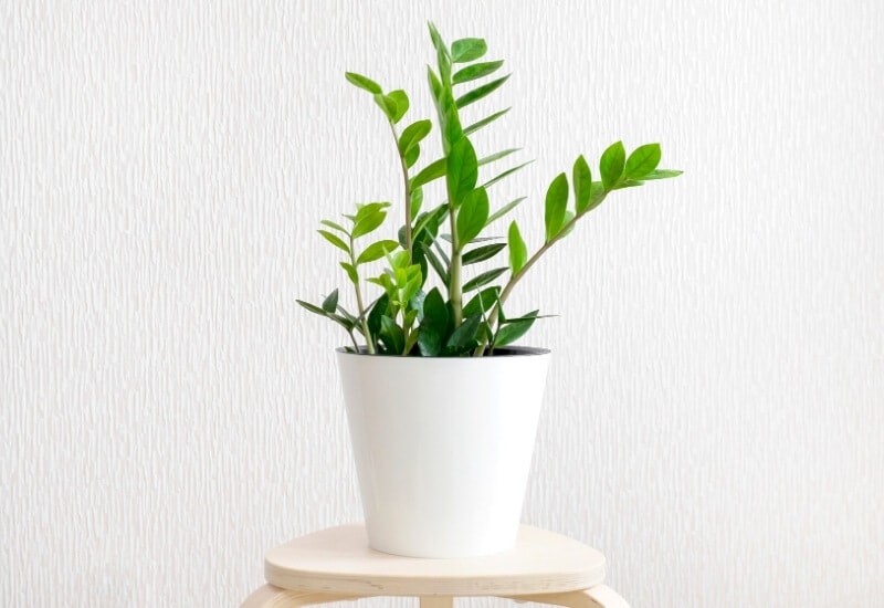 ⦁_Eternity Plant (Zamioculcas zamiifolia) (1) ⦁ Eternity Plant (Zamioculcas zamiifolia)