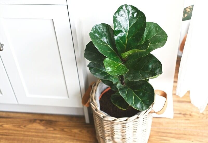 ⦁_Fiddle Leaf Fig (Ficus lyrata ‘Bambino’) ⦁Fiddle Leaf Fig (Ficus lyrata ‘Bambino’)