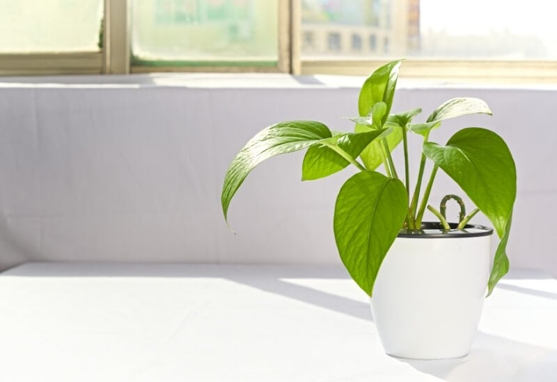 ⦁_Golden Pothos (Epipremnum aureum) (1) ⦁ Golden Pothos (Epipremnum aureum)