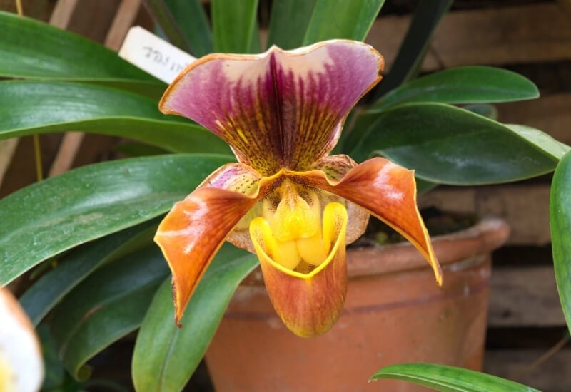 ⦁_Lady Slippers Orchid (Paphilopedilum spp.) (1) ⦁ Lady Slippers Orchid (Paphilopedilum spp.)
