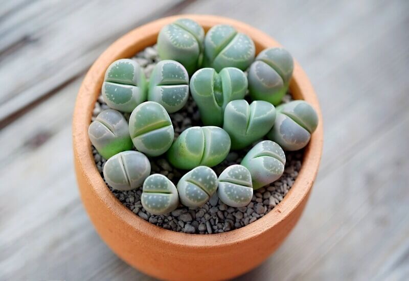 ⦁_Living Stones (Lithops spp.) (1) ⦁Living Stones (Lithops spp.)