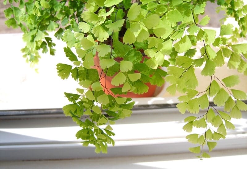 ⦁_Maidenhair Fern (Adiantum spp.) ⦁ Maidenhair Fern (Adiantum spp.)