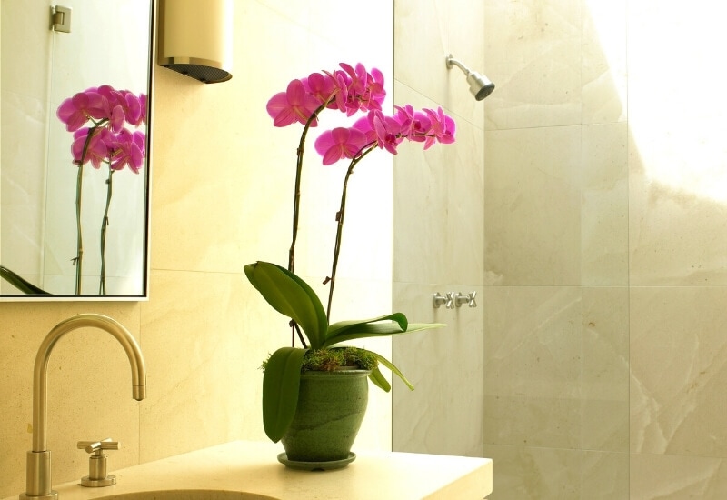 ⦁_Pansy Orchid (Miltonia spp.0) (1) ⦁ Prayer Plants (Calathea spp.)