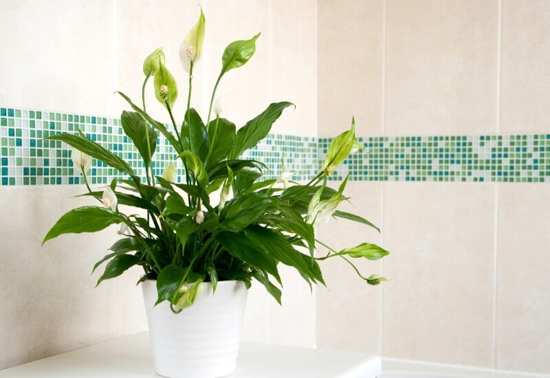 ⦁_Peace Lily (Spathiphyllum spp.) ⦁ Peace Lily (Spathiphyllum spp.)