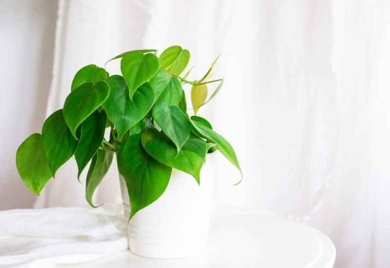 ⦁_Philodendron (Philodendron spp.) (1) ⦁ Philodendron (Philodendron spp.)