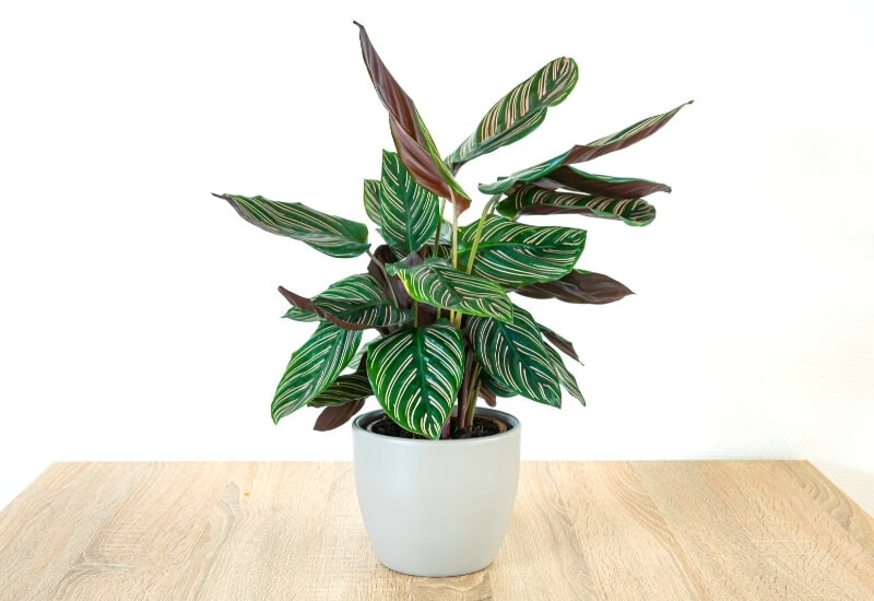 ⦁_Prayer Plants (Calathea spp.) ⦁ Prayer Plants (Calathea spp.)