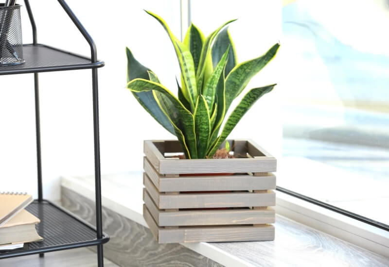 ⦁_Snake Plant (Sansevieria spp.) (1) ⦁ Snake Plant (Sansevieria spp.)