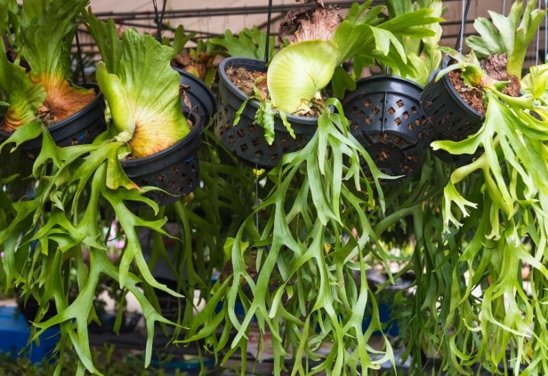 ⦁_Staghorn Fern (Platycerium spp.) ⦁ Staghorn Fern (Platycerium spp.)