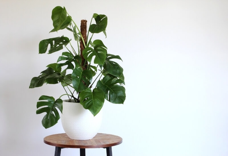 ⦁_Swiss Cheese Plant (Monstera deliciosa) ⦁ Swiss Cheese Plant (Monstera deliciosa)