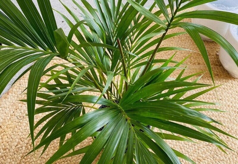 ⦁_Thatch Palm (Howea forsteriana) ⦁Thatch Palm (Howea forsteriana)