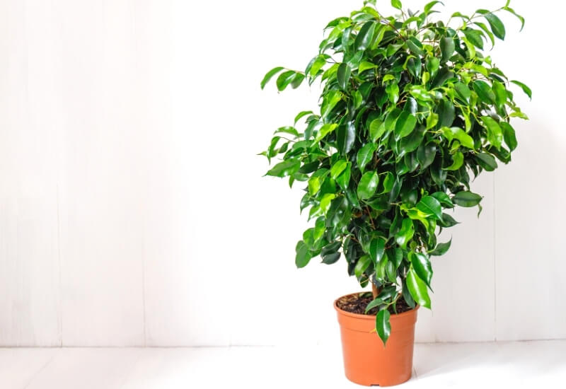 ⦁_Weeping Fig (Ficus benjamina) ⦁ Weeping Fig (Ficus benjamina)