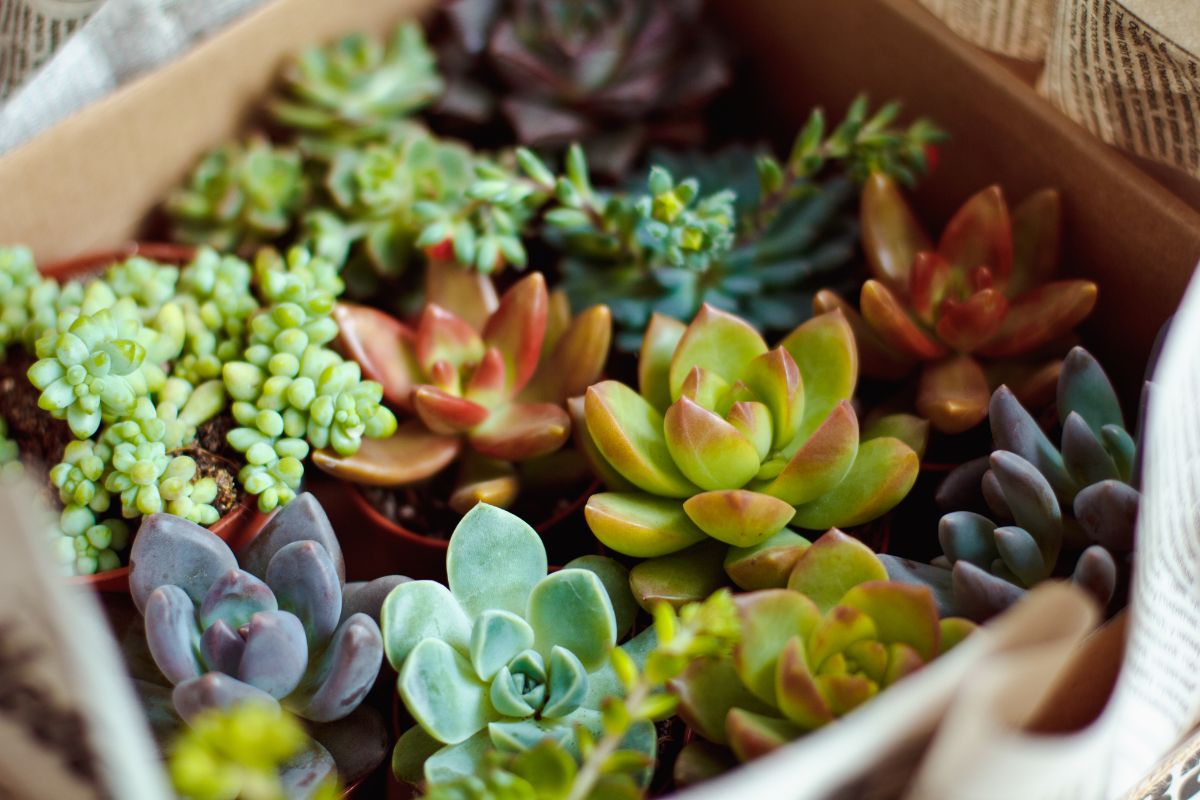 Succulents indoors