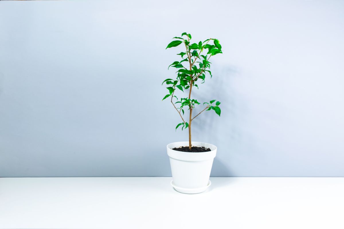 Dwarf Ficus