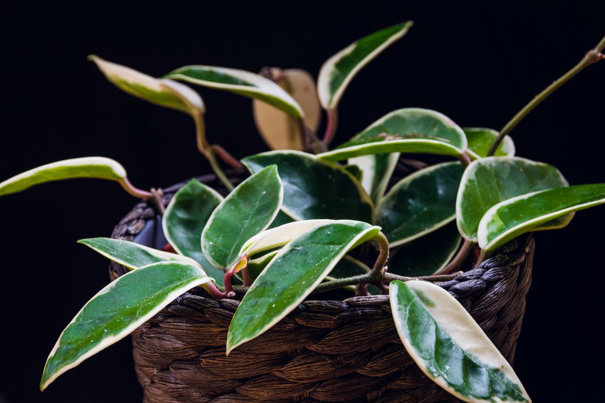 Hoya