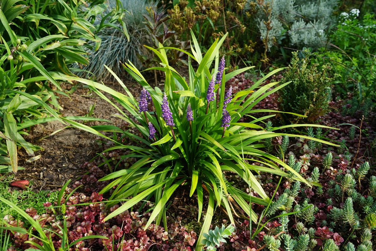 Liriope