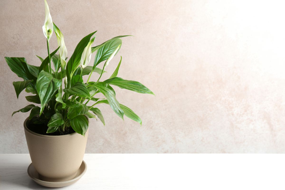 Peace Lily
