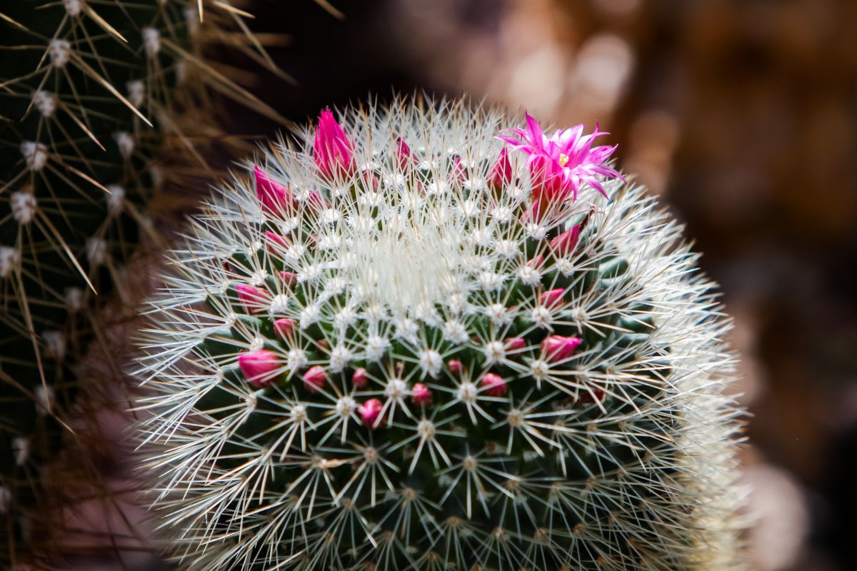 Pincushion Cactus