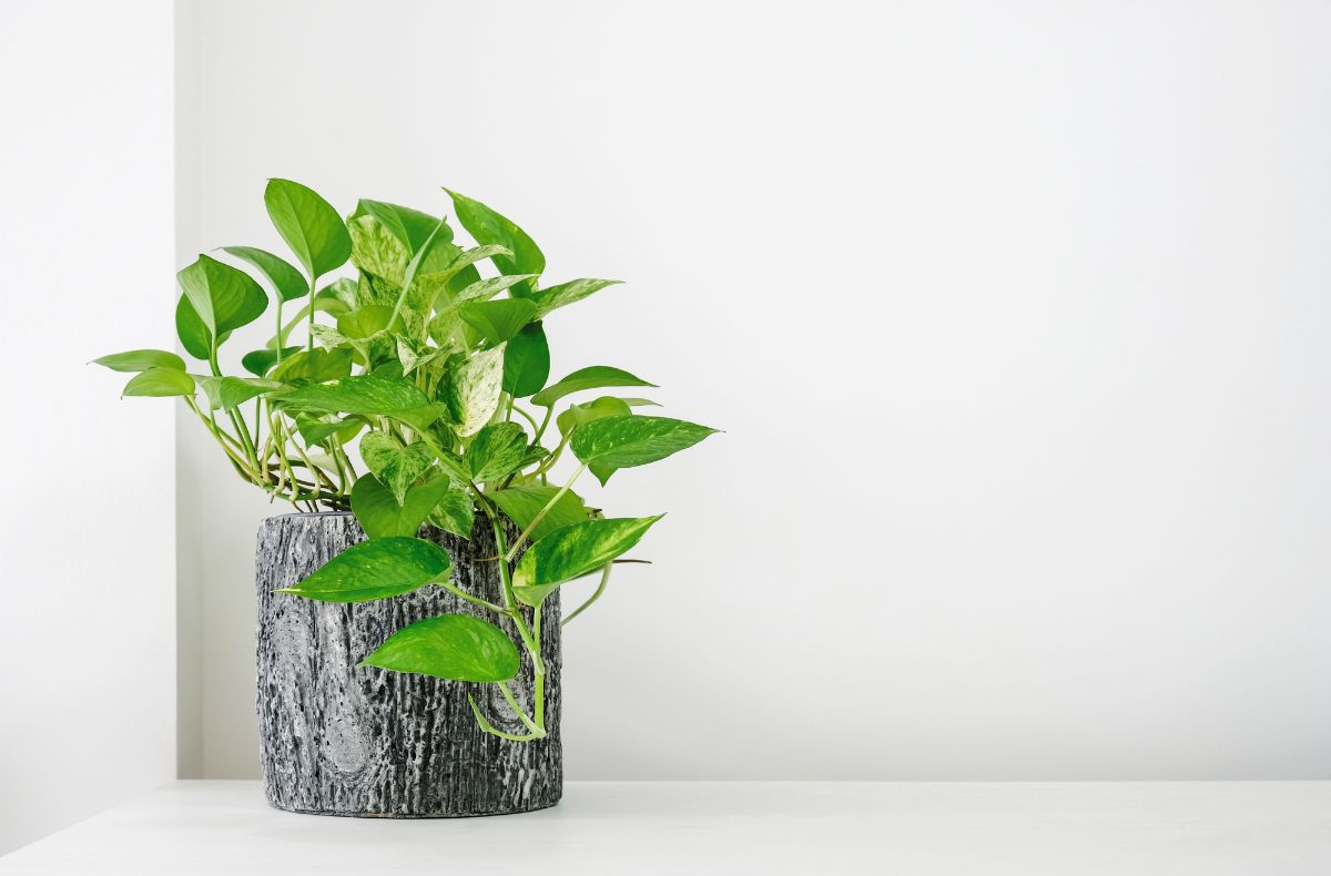 Pothos