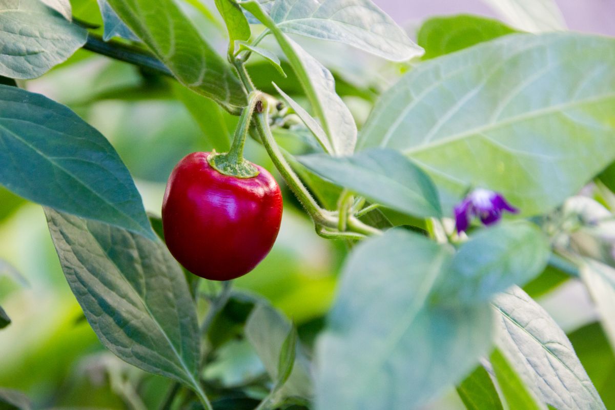 Rocoto