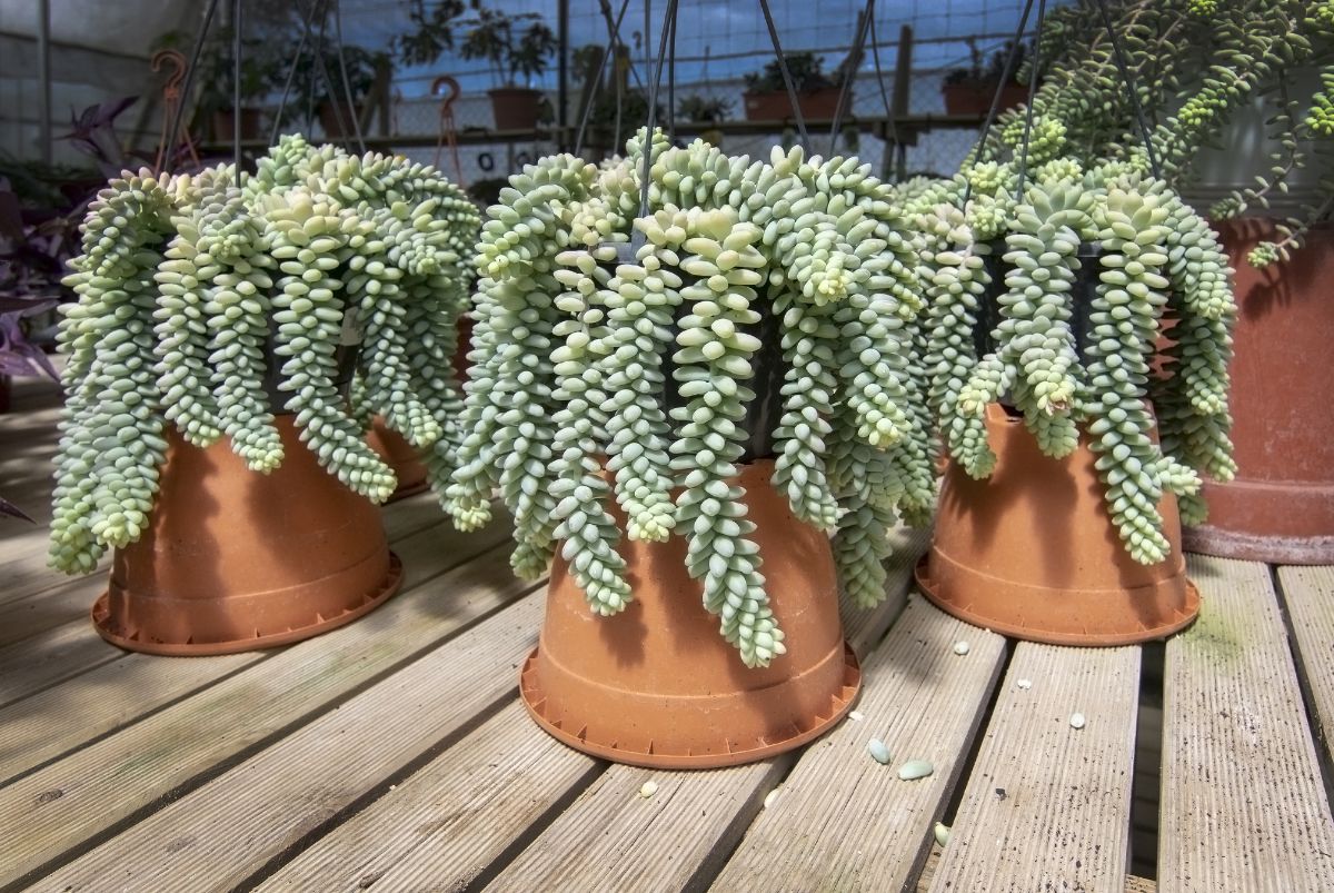 Sedum