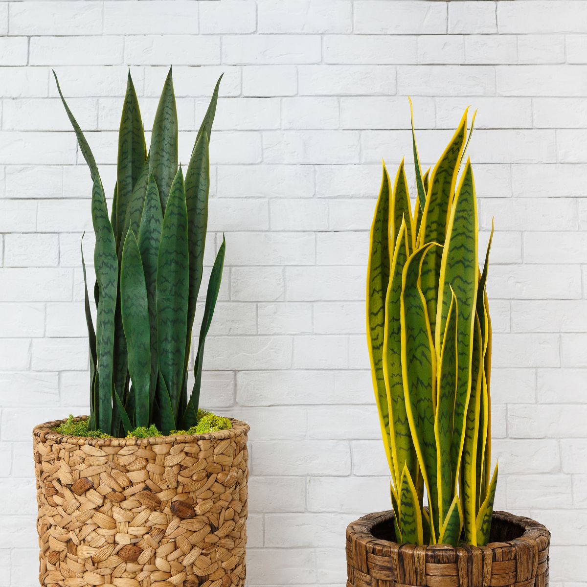 Snake Plants