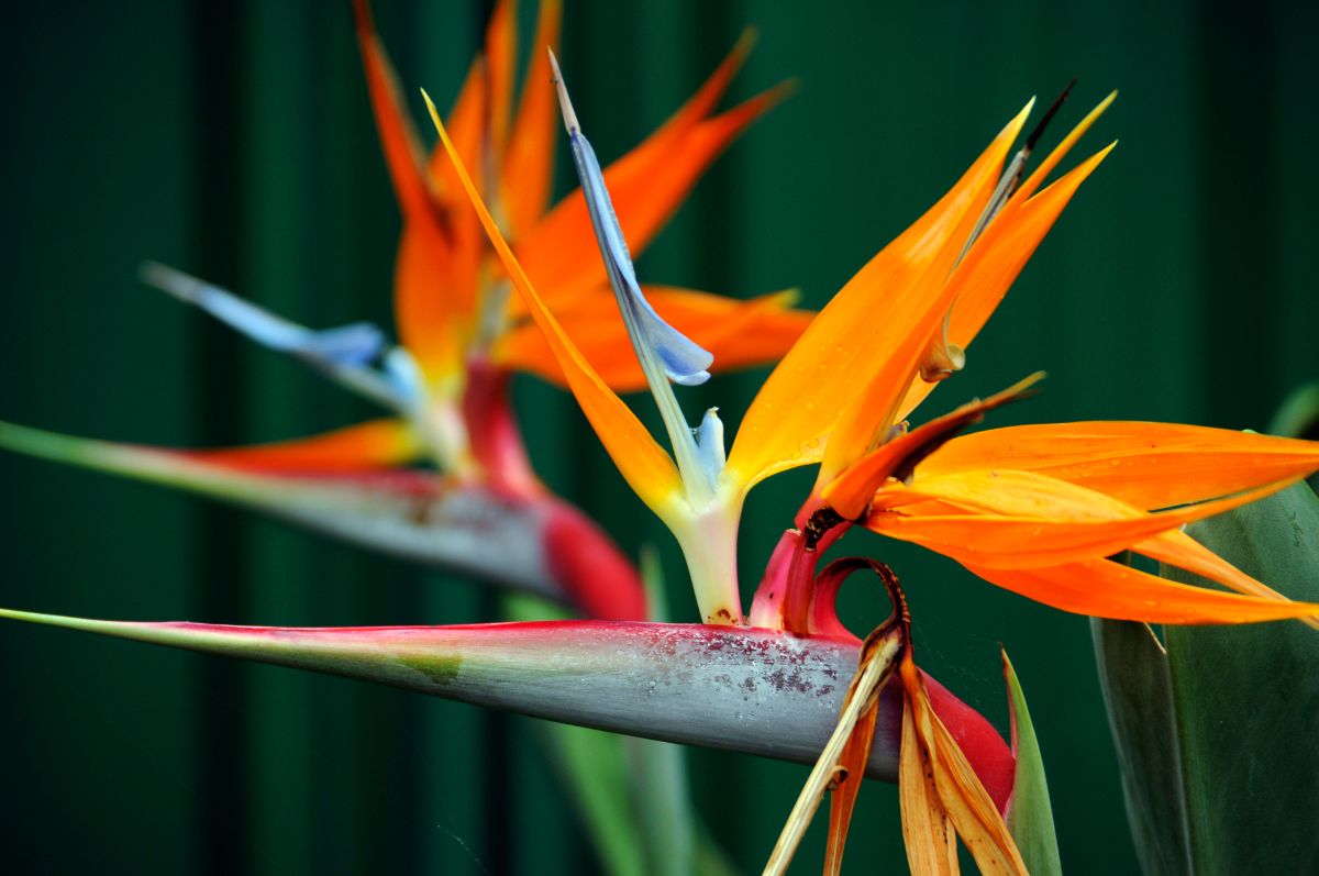 Strelitzia