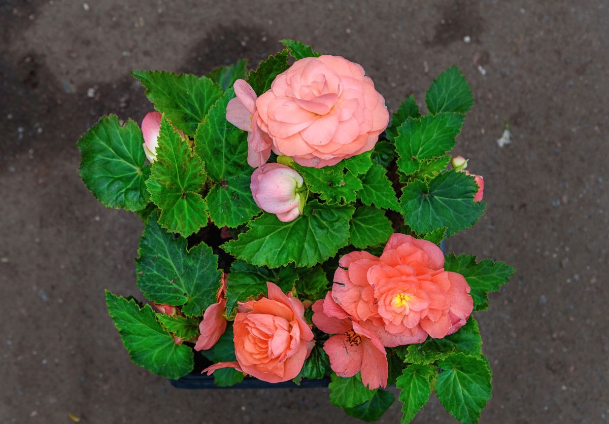 Tuberous Begonia