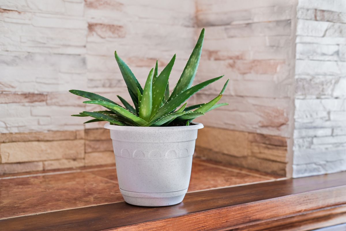 Aloe Vera Plant