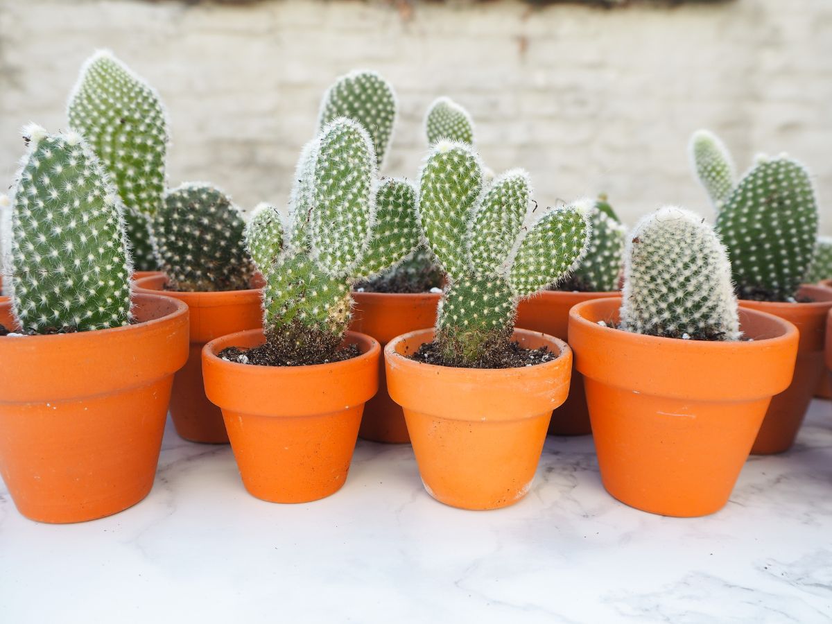Angel Wings Cactus