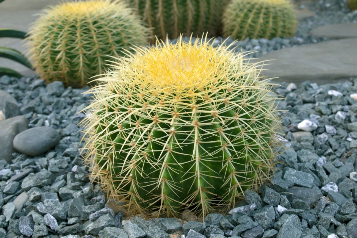 Barrel Cactus