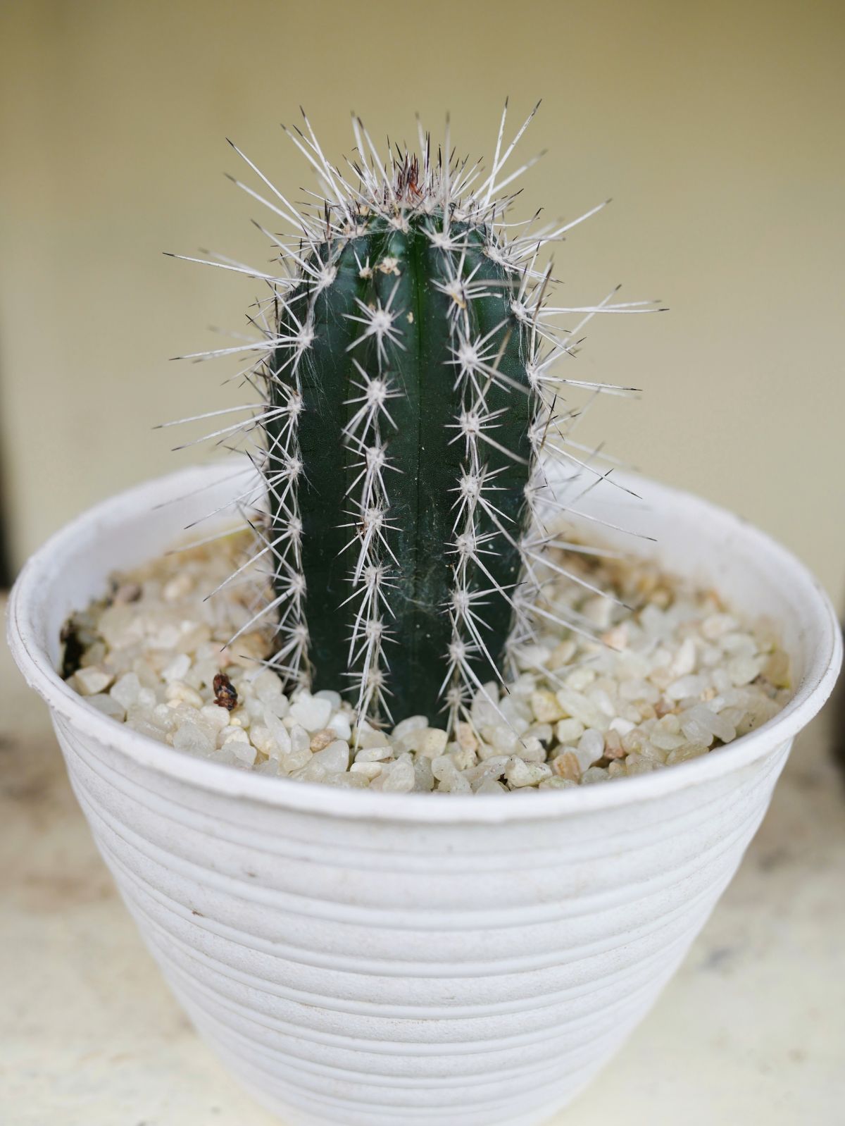 Blue Columnar Cactus