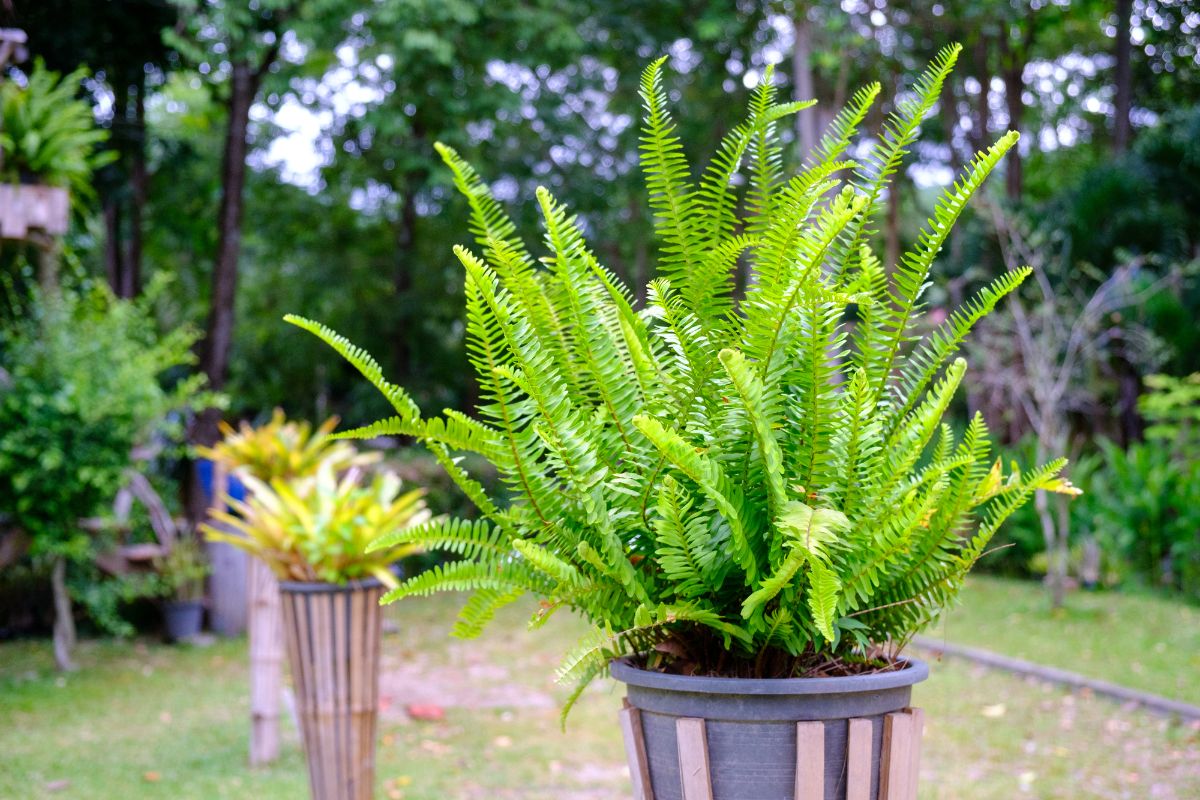 Sword fern in pot on garden.