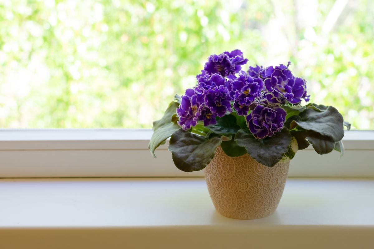African Violets plant in pot.