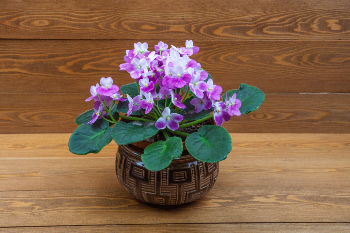 A African Violets plant with flower in a pot.