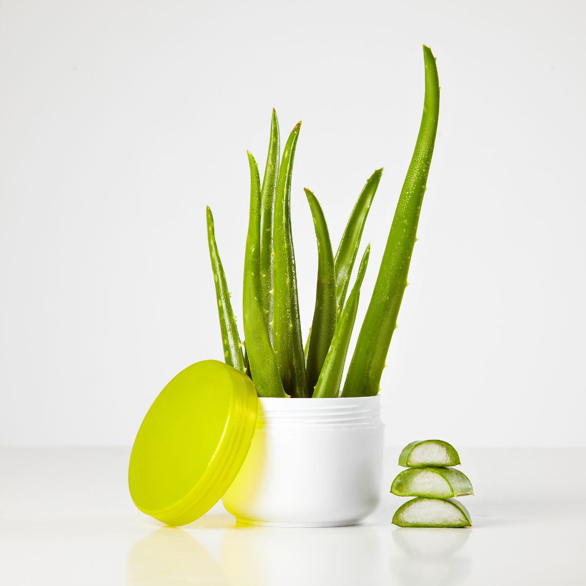 Aloe vera plant in a small white ceramic pot.