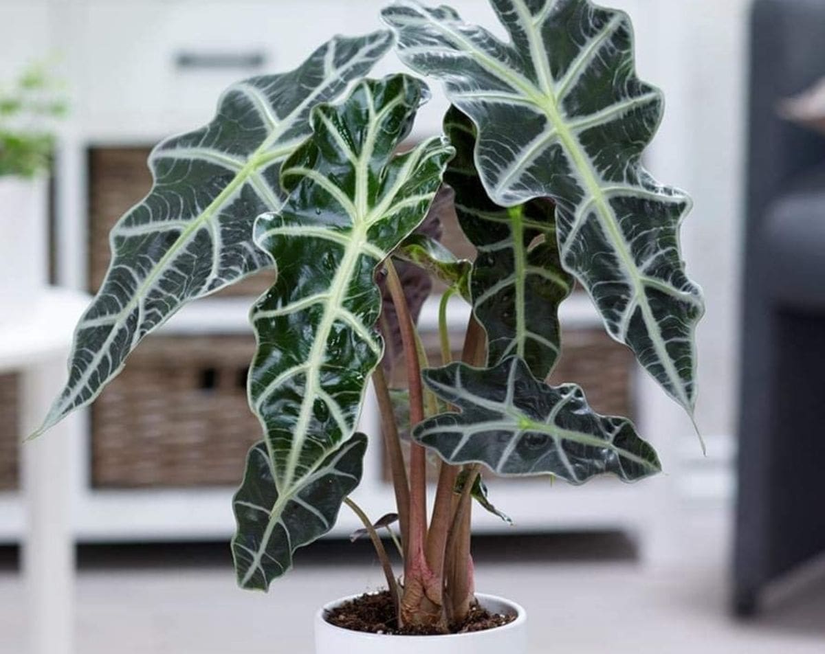 Amazonian Elephant Ear in a pot.