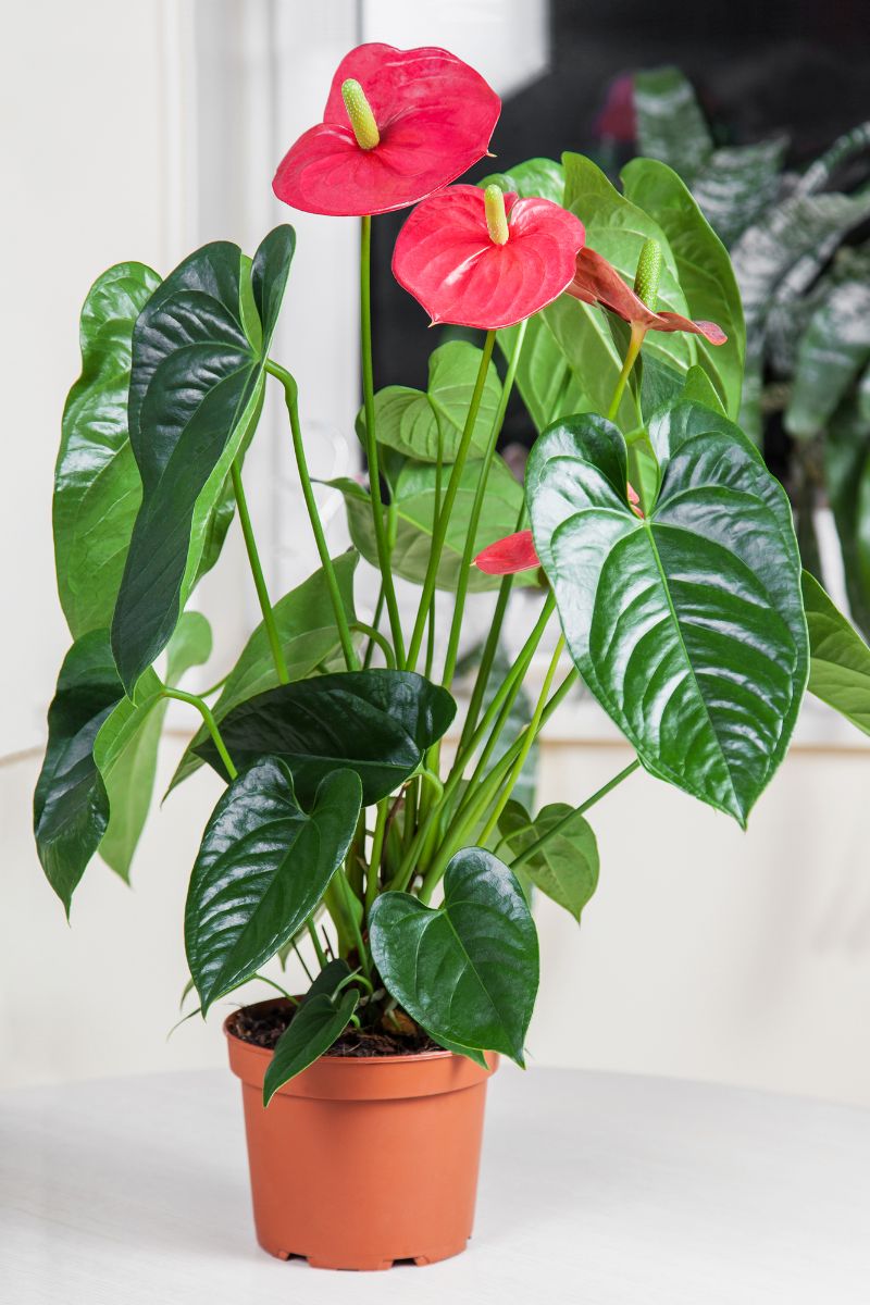 Anthurium plant in clay pot with beautiful flowers.