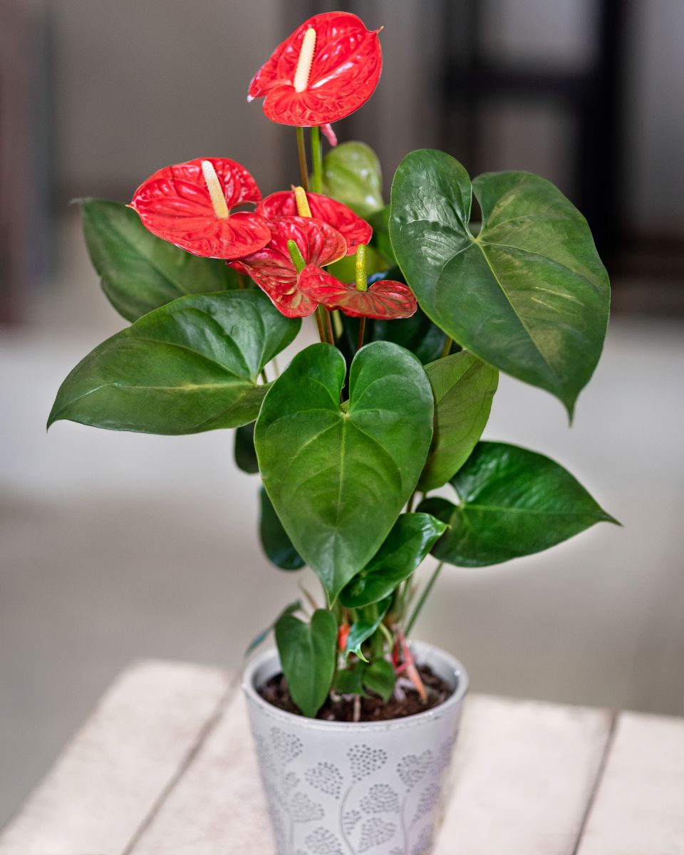 Anthurium with red flowers in pot.