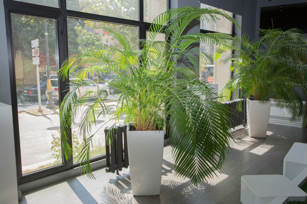 An Areca plant in a pot.