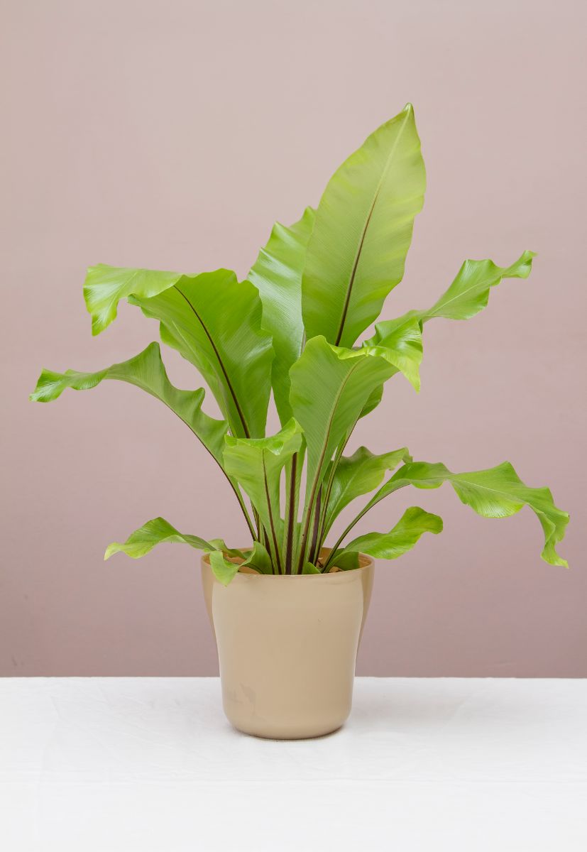 Bird's nest fern in pot with pink isolated background.