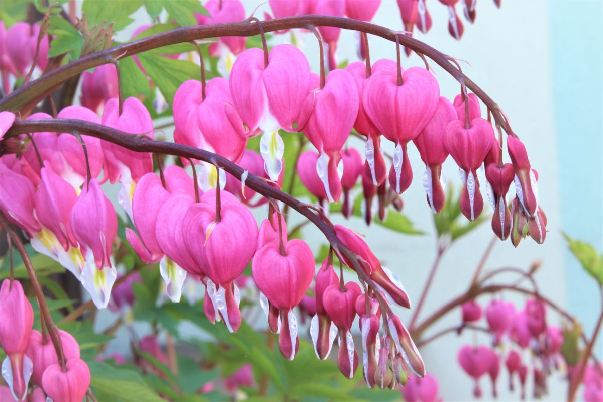 A Bleeding Hearts plant with heart shaped flowers.