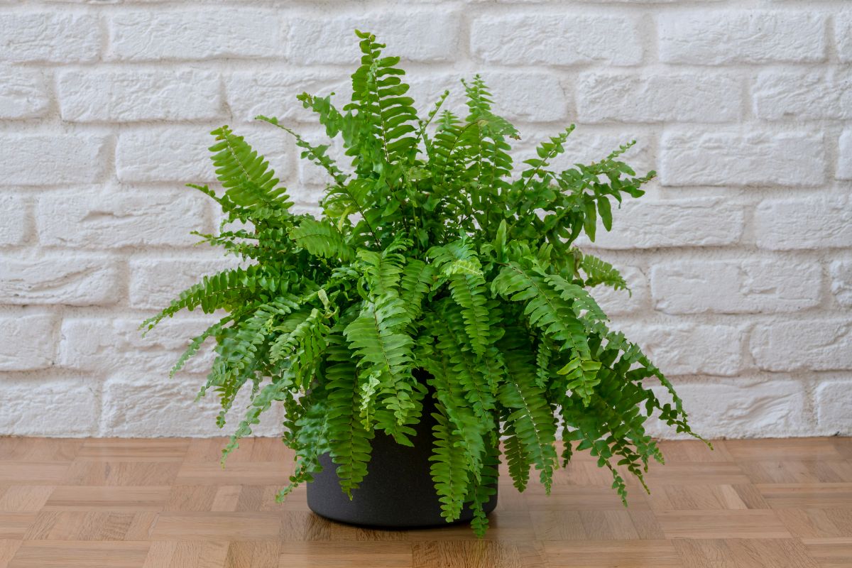 Boston fern in large pot.